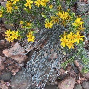 Meet your Posher, Chelsie